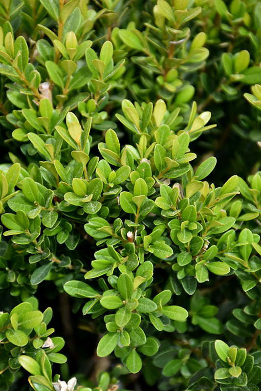 BOXWOOD, BABY JADE 3 GALLON