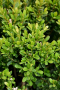 BOXWOOD, BABY JADE 3 GALLON
