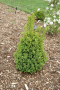 BOXWOOD, GREEN MOUNTAIN 3 GALLON