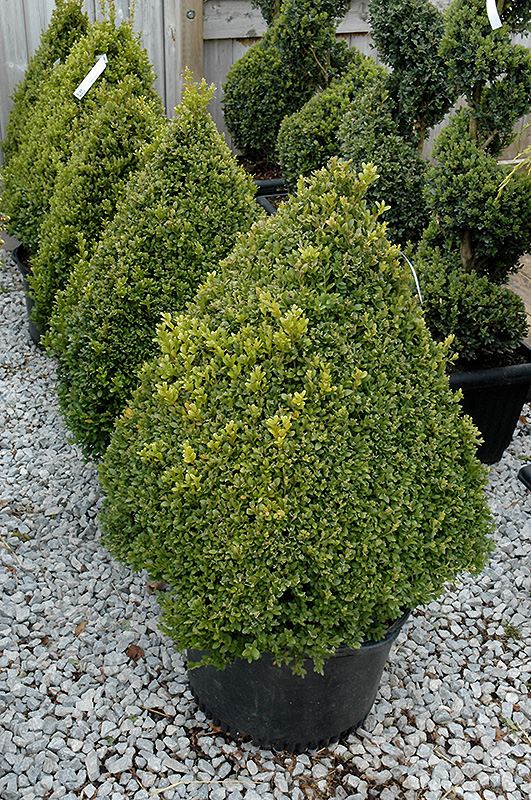 BOXWOOD, GREEN MOUNTAIN PYRAMIDAL 3 GALLON