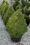 BOXWOOD, GREEN MOUNTAIN PYRAMIDAL 3 GALLON