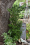 BOXWOOD, GREEN TOWER 5 GALLON