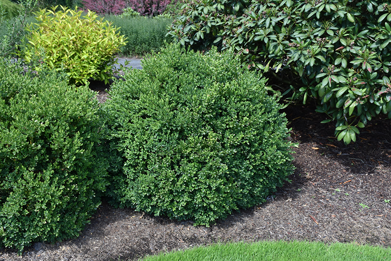 BOXWOOD, GREEN VELVET 5 GALLON