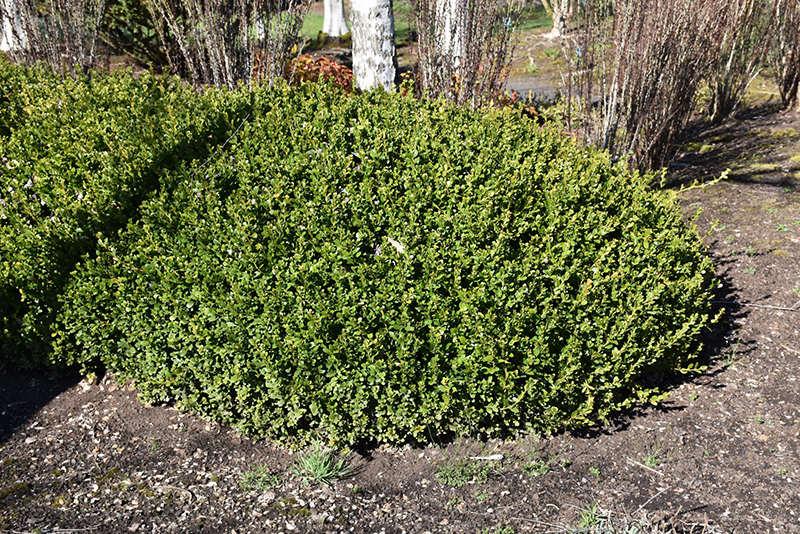 BOXWOOD, WINTER GEM 6 GALLON