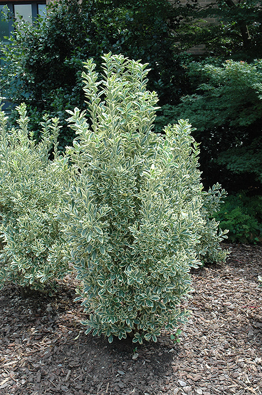 EUONYMUS, CHOLLIPO 3 GALLON