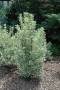 EUONYMUS, CHOLLIPO 3 GALLON