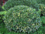 EUONYMUS, MOONSHADOW 2 GALLON