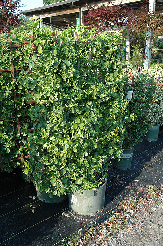EUONYMUS, MANHATTAN 3 GALLON