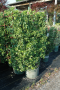 EUONYMUS, MANHATTAN 3 GALLON