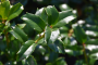 HOLLY, CHINA BOY 3 GALLON