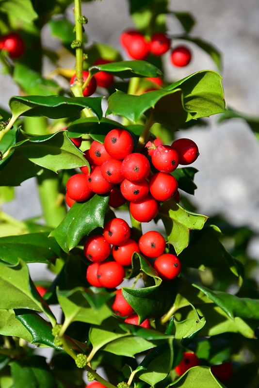 HOLLY, CHINA GIRL 3 GALLON