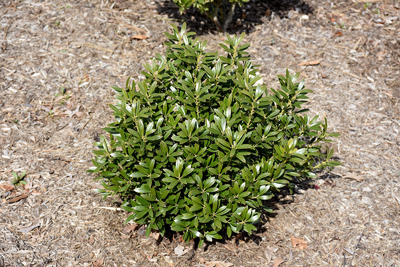HOLLY, INKBERRY 3 GALLON