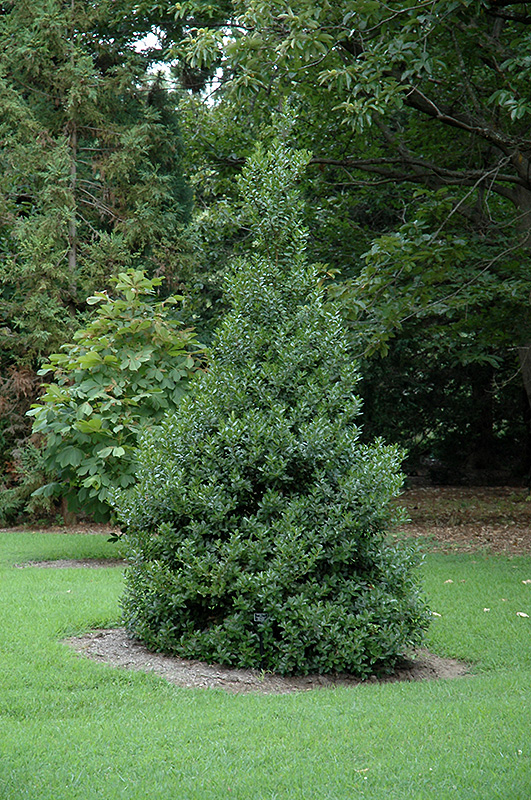 HOLLY, OAKLAND 7 GALLON