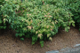 NANDINA, FIREPOWER 2 GALLON
