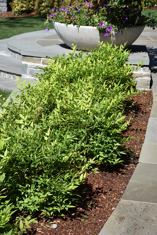 NANDINA, LEMON LIME 2 GALLON