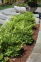 NANDINA, LEMON LIME 2 GALLON
