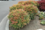 NANDINA, SIENNA SUNRISE 2 GALLON