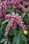 PIERIS, IMPISH ELF 2 GALLON