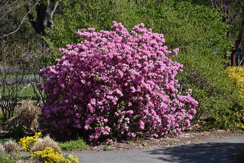RHODODENDRON, PJM ELITE 2 GALLON
