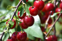 CHERRY, ROMEO 2 GALLON