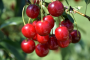 CHERRY, JULIET 2 GALLON