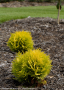 ARBORVITAE, ANNAS MAGIC BALL 2 GALLON