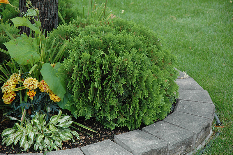 ARBORVITAE, DANICA 2 GALLON