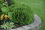 ARBORVITAE, DANICA 2 GALLON