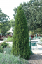 ARBORVITAE, EMERALD 10 GALLON