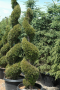 ARBORVITAE, EMERALD SPIRAL 5 GALLON