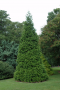 ARBORVITAE, GREEN GIANT 6 GALLON