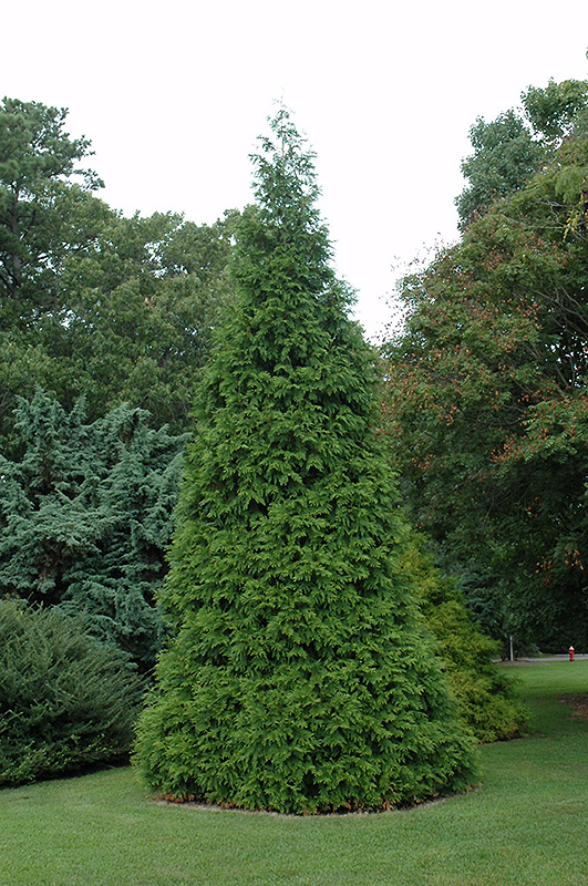ARBORVITAE, GREEN GIANT 15 GALLON