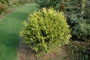 ARBORVITAE, GOLDEN GLOBE 3 GALLON