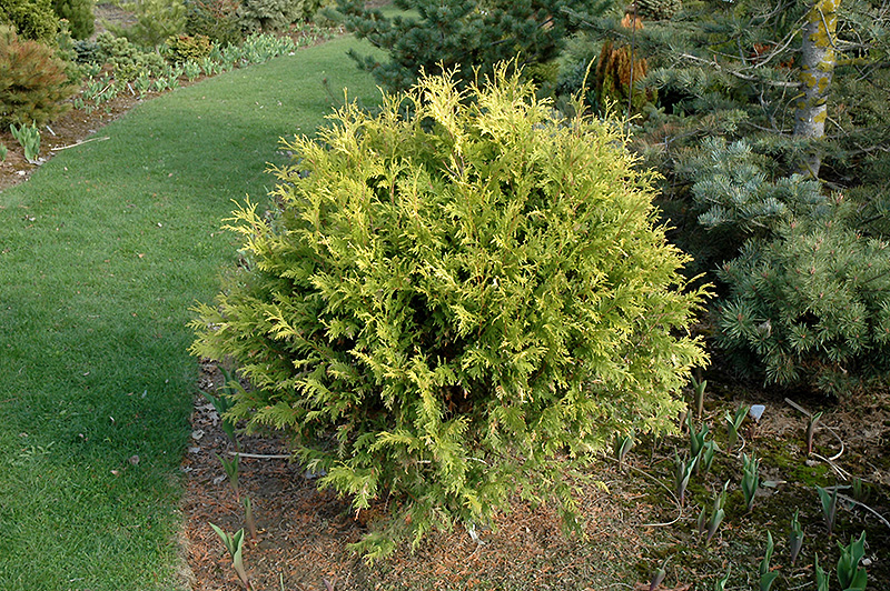 ARBORVITAE, GOLDEN GLOBE 5 GALLON