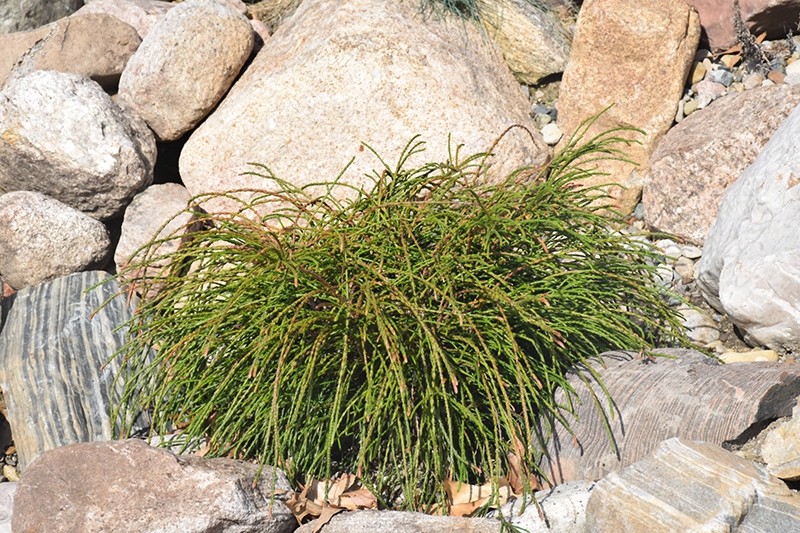 ARBORVITAE, WHIPCORD 3 GALLON