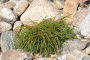 ARBORVITAE, WHIPCORD 3 GALLON