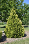 ARBORVITAE, YELLOW RIBBON 3 GALLON