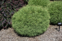 ARBORVITAE, MR. BOWLING BALL 3 GALLON