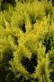 ARBORVITAE, LIME DELIGHT 5 GALLON