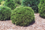 ARBORVITAE, HETZI MIDGET 2 GALLON