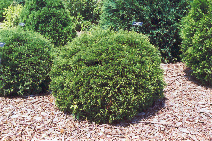 ARBORVITAE, HETZI MIDGET 5 GALLON