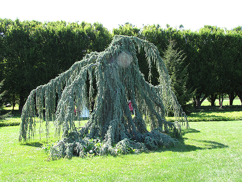 CEDAR, BLUE ATLAS WEEPING 3-4'