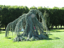 CEDAR, BLUE ATLAS WEEPING 5 GALLON