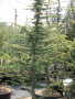 CEDAR, GOLD ATLAS 10 GALLON