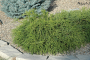 CYPRESS, MOPS 2 GALLON