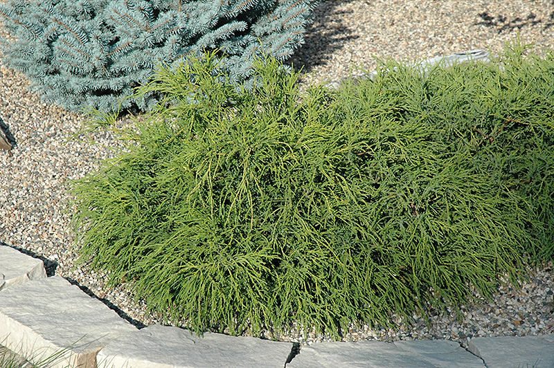 CYPRESS, MOPS 3 GALLON