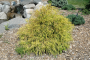 CYPRESS, KINGS GOLD 3 GALLON