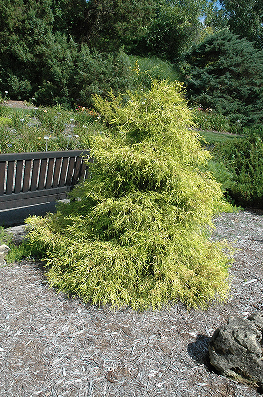 CYPRESS, LEMON THREAD 3 GALLON