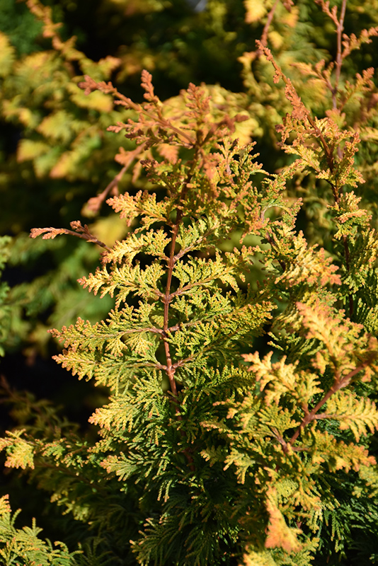 CYPRESS, FERNSPRAY GOLD 2 GALLON