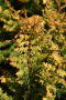 CYPRESS, FERNSPRAY GOLD 2 GALLON